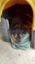 Pipoca