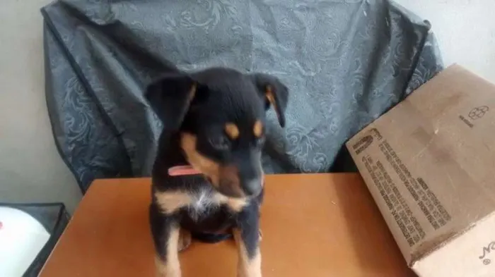 Cachorro ra a vira lata  idade 2 a 6 meses nome Pipoca