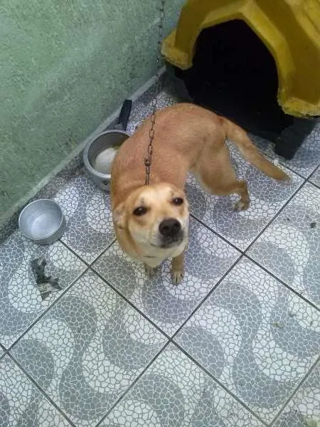 Cachorro ra a  idade 7 a 11 meses nome Mel