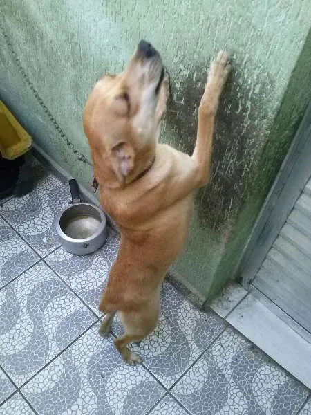 Cachorro ra a  idade 7 a 11 meses nome Mel