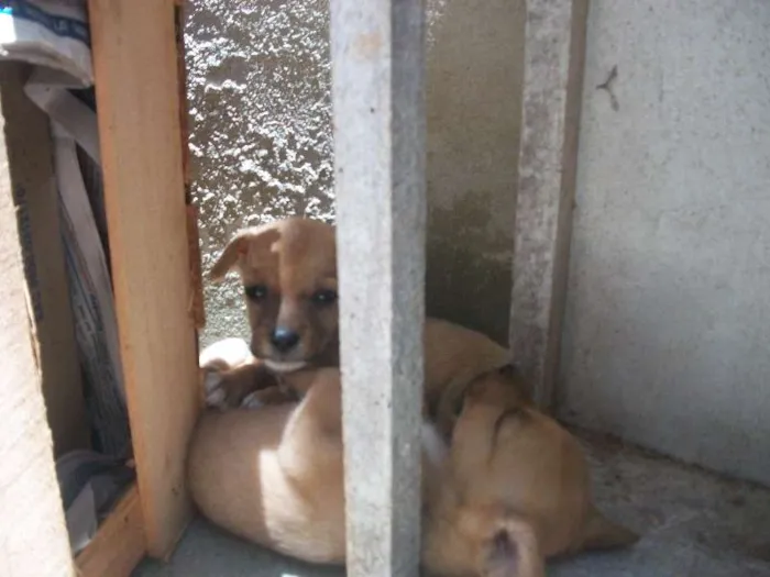 Cachorro raça SRD idade 2 a 6 meses nome sem nome