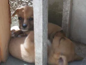 Cachorro raça SRD idade 2 a 6 meses nome sem nome