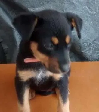 Cachorro ra a vira lata  idade 2 a 6 meses nome Pipoca
