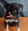 Pipoca