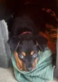 Pipoca