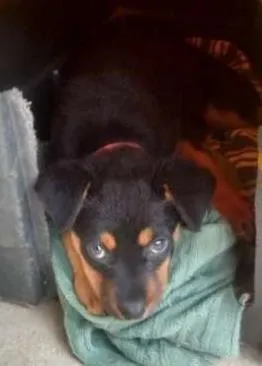 Cachorro ra a vira lata  idade 2 a 6 meses nome Pipoca