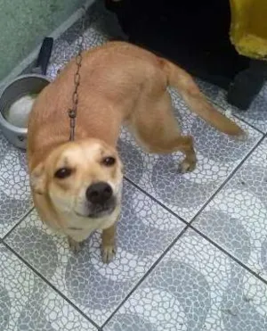 Cachorro raça  idade 7 a 11 meses nome Mel