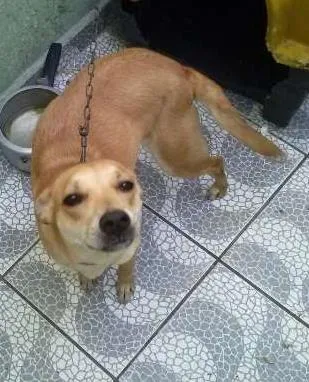 Cachorro ra a  idade 7 a 11 meses nome Mel