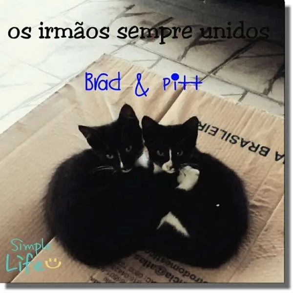Gato raça  idade 2 a 6 meses nome Brig e Prety