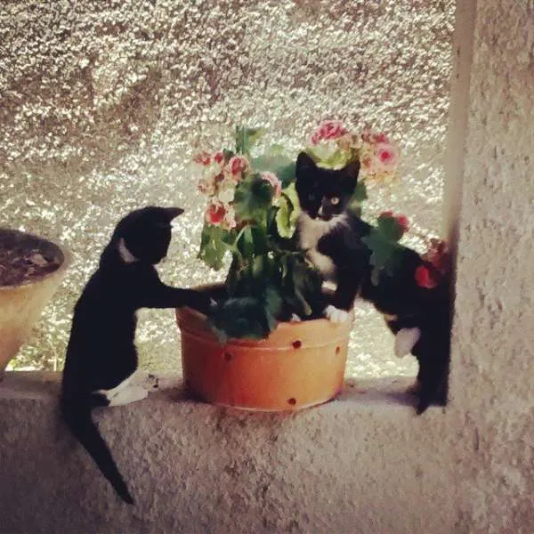 Gato raça  idade 2 a 6 meses nome Brig e Prety