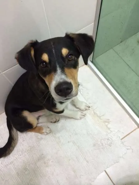 Cachorro ra a SRD idade  nome Marcelino