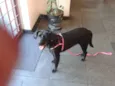 BELINHA