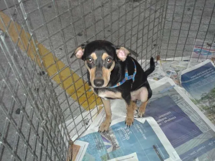 Cachorro ra a SRD idade 2 anos nome ROBIN