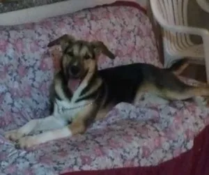 Cachorro raça SRD idade 7 a 11 meses nome BARÃO