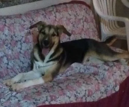 Cachorro ra a SRD idade 7 a 11 meses nome BARÃO