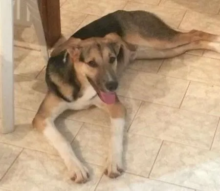 Cachorro ra a SRD idade 7 a 11 meses nome BARÃO