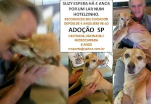 Cachorro raça SRD idade 6 ou mais anos nome Suzy