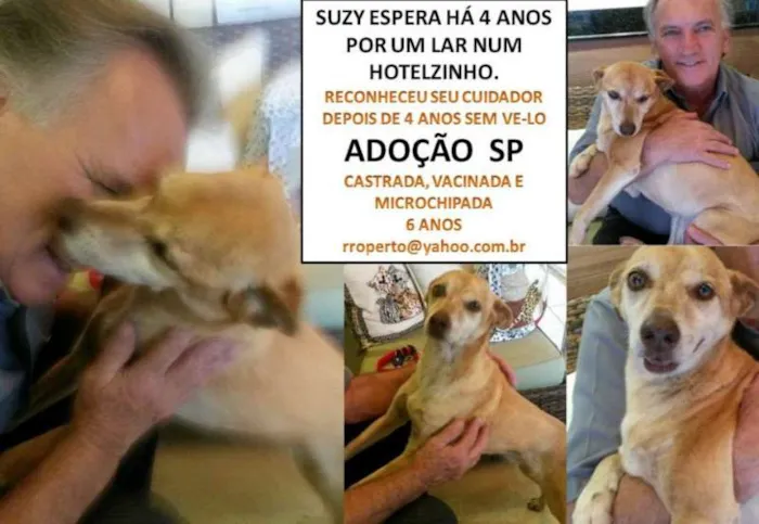 Cachorro raça SRD idade 6 ou mais anos nome Suzy