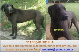 Cachorro raça SRD idade 6 ou mais anos nome LUPINHA