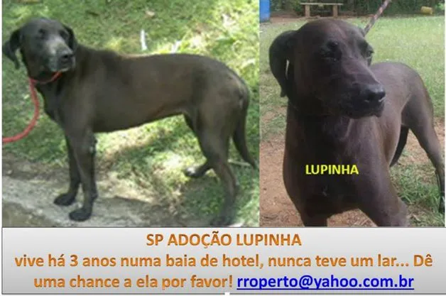 Cachorro raça SRD idade 6 ou mais anos nome LUPINHA