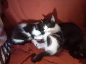 Gato raça nao sei idade 2 a 6 meses nome sem nomes
