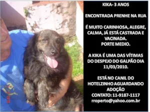 Cachorro raça SRD idade 3 anos nome KIKA