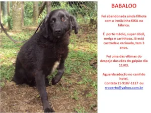 Cachorro raça SRD idade 3 anos nome Babaloo