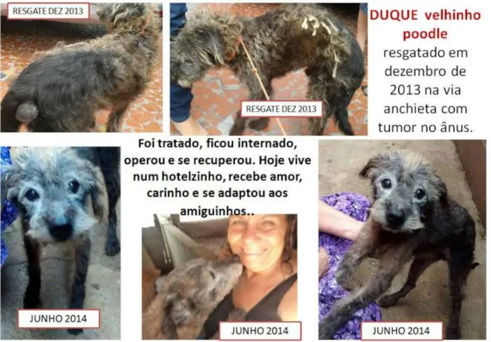 Cachorro raça Poodle idade 6 ou mais anos nome DUQUE
