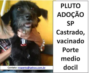 Cachorro raça SRD idade 4 anos nome PLUTO