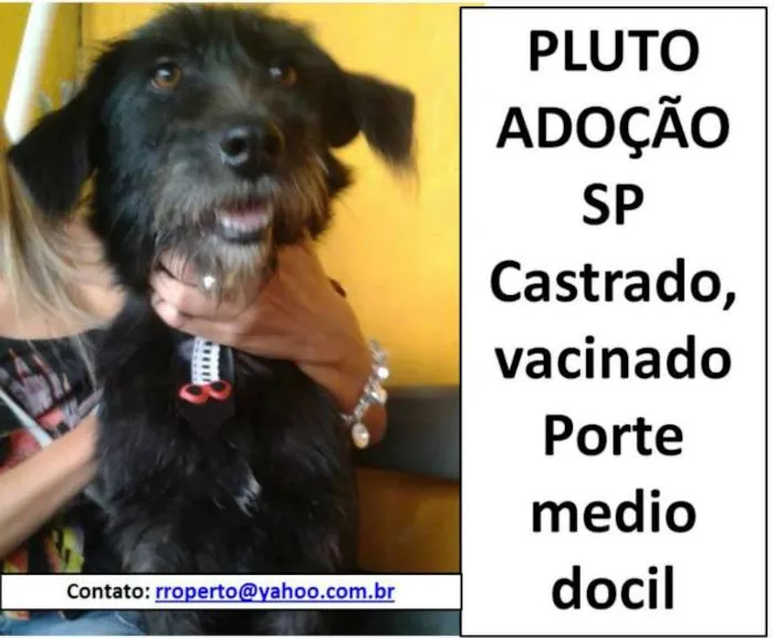 Cachorro raça SRD idade 4 anos nome PLUTO