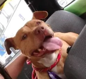 Cachorro raça Pit-Bull idade 3 anos nome max