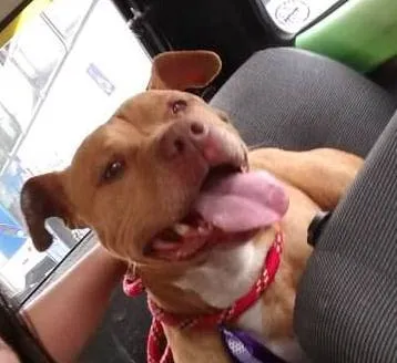 Cachorro ra a Pit-Bull idade 3 anos nome max