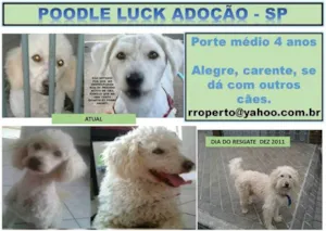 Cachorro raça Poodle idade 4 anos nome LUCK