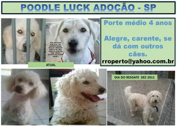 Cachorro raça Poodle idade 4 anos nome LUCK