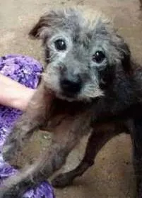 Cachorro raça Poodle idade 6 ou mais anos nome DUQUE