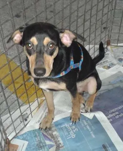 Cachorro ra a SRD idade 2 anos nome ROBIN