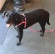 BELINHA