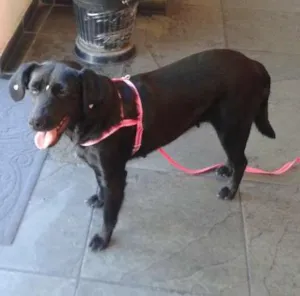 Cachorro raça SRD idade 2 anos nome BELINHA