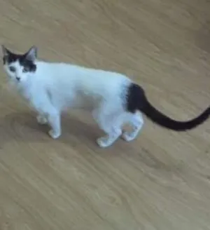 Gato raça SRD idade 1 ano nome Mia e Filó