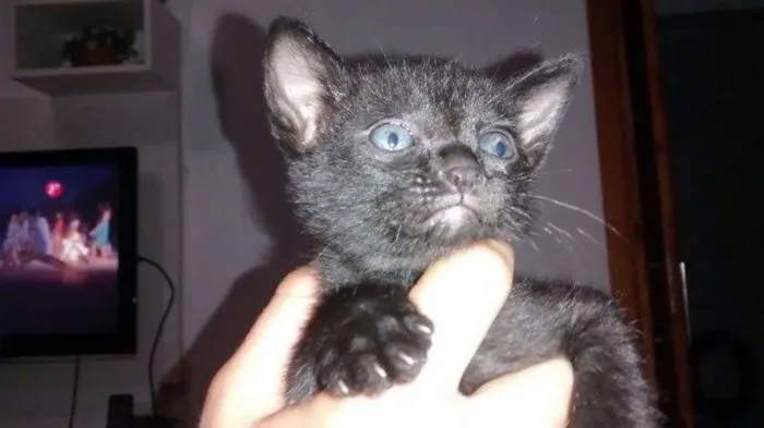Gato ra a SRD idade Abaixo de 2 meses nome Filhotes