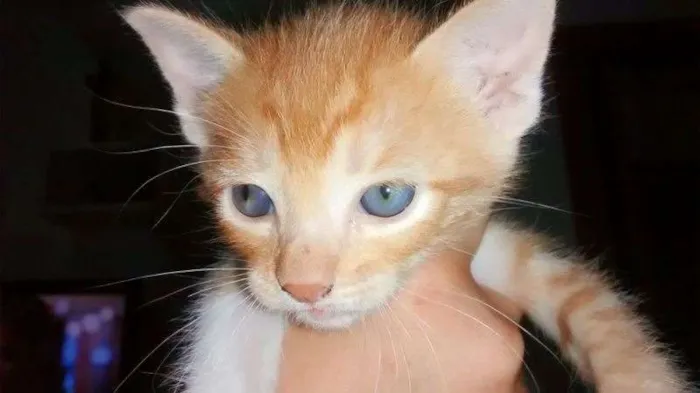 Gato ra a SRD idade Abaixo de 2 meses nome Filhotes