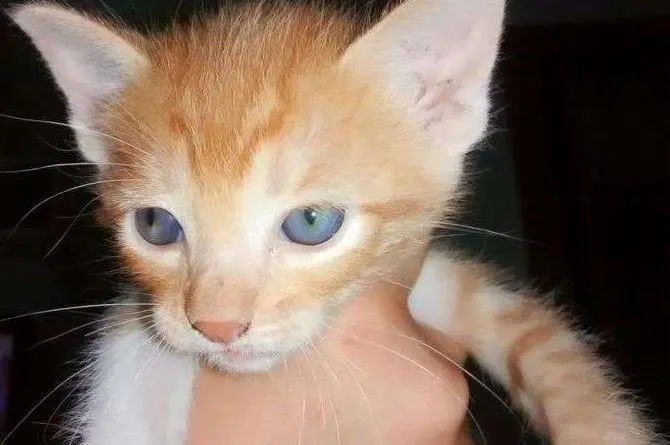Gato ra a SRD idade Abaixo de 2 meses nome Filhotes