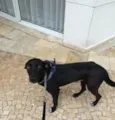 Elvis