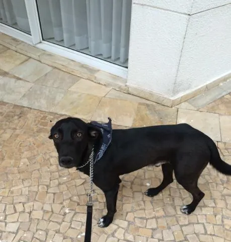 Cachorro ra a Indeterminada idade 1 ano nome Elvis