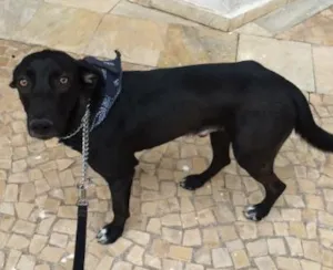 Cachorro raça Indeterminada idade 1 ano nome Elvis
