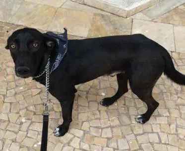 Cachorro ra a Indeterminada idade 1 ano nome Elvis