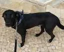 Cachorro raça Indeterminada idade 1 ano nome Elvis
