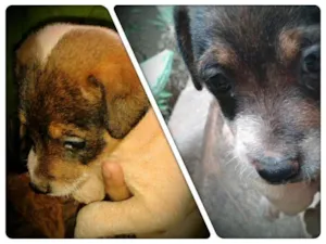 Cachorro raça SRD idade  nome Lindo Filhote