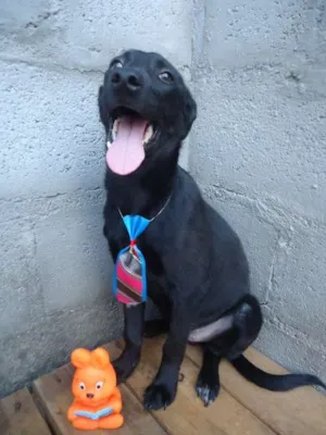 Cachorro raça SRD idade 2 a 6 meses nome Caetano