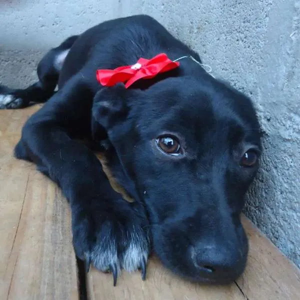 Cachorro ra a SRD idade 2 a 6 meses nome Olga